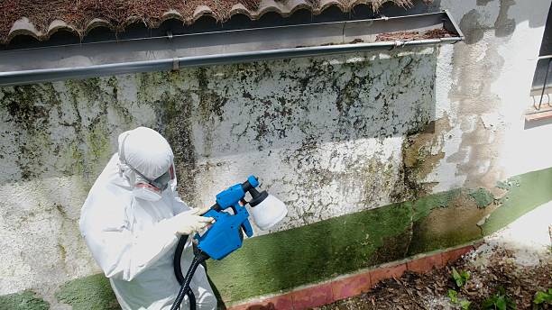Trusted Mold Remediation service in Georgia, GA - Cheap Mold Removal